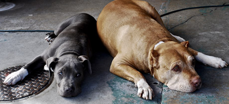 cesar's bull dog Daddy with Junior