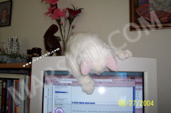 cat playing with computer screen