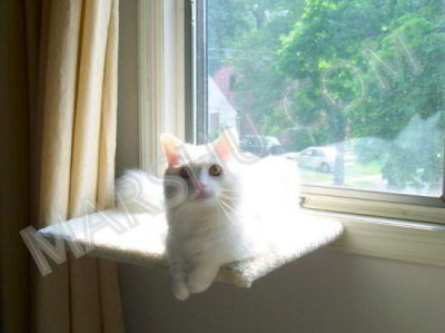cat on window perch