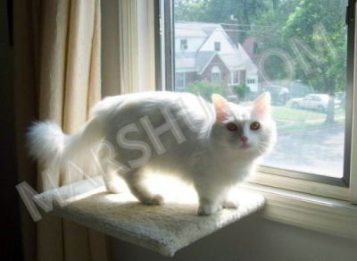 cat standing on window perch