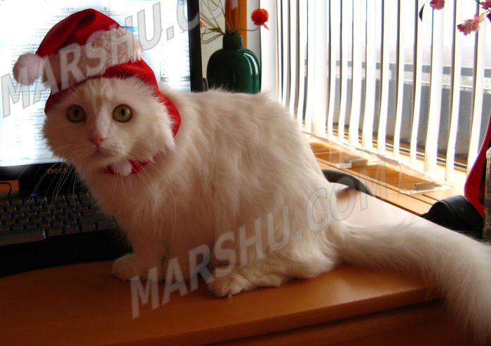 cat in red santa hat for christmas
