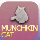 munchkin cat