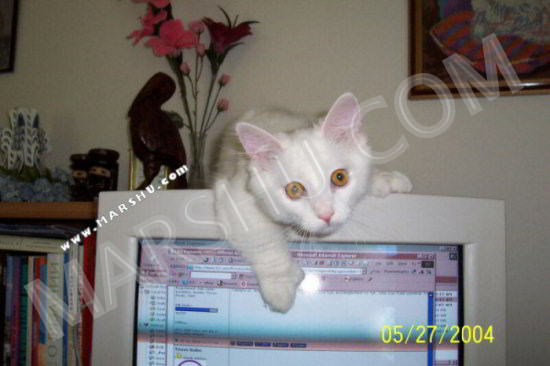 cat-marsh-watching-me-computer.jpg